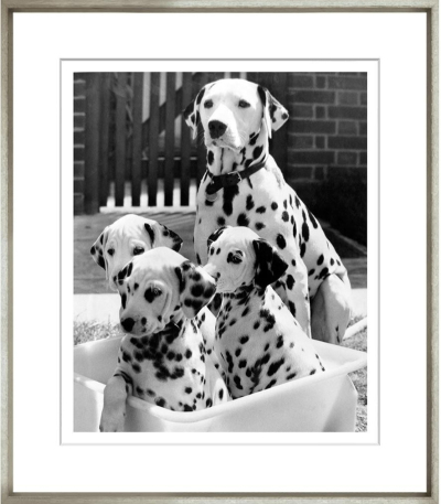 Художественный принт  Family Pawtrait TG-3019-G-1-424 Trowbridge