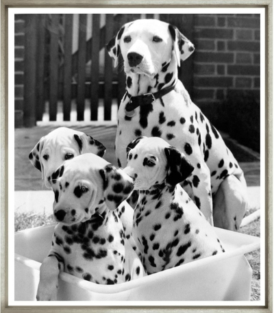 Художественный принт  Family Pawtrait TG-3019-G-1-424 Trowbridge